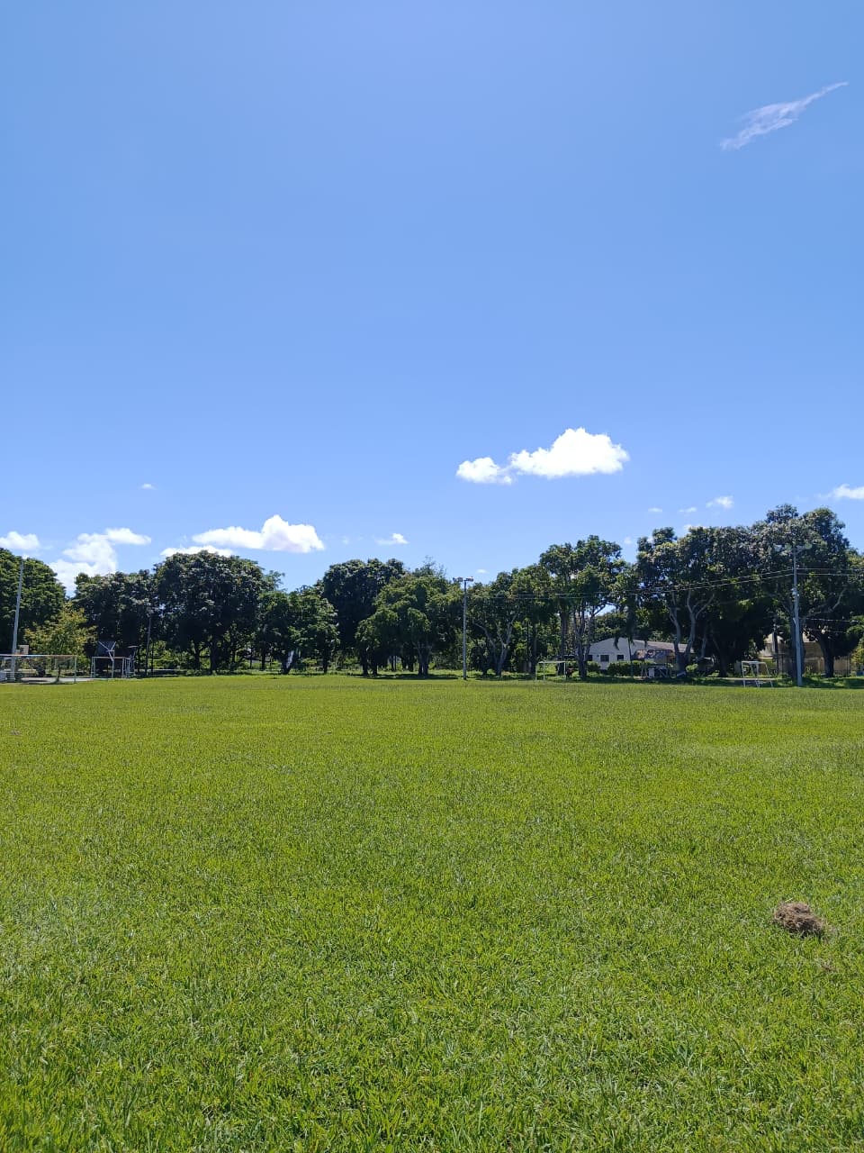 Cultivos verdes en el Tolima